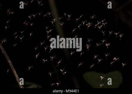 Ein Schwarm sandflies aus tropischen Peru. Ärgerlich auf ihren Selbst, sie sind auch Vektoren für die Leishmaniose. Stockfoto