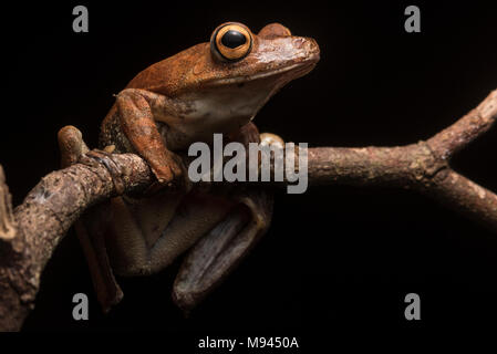 Ein rostiger Treefrog (Hypsiboas boans) aus dem Dschungel, Sie verbringen die meiste Zeit hoch oben in den Kronen & nur steigen sie spät in der Nacht. Stockfoto