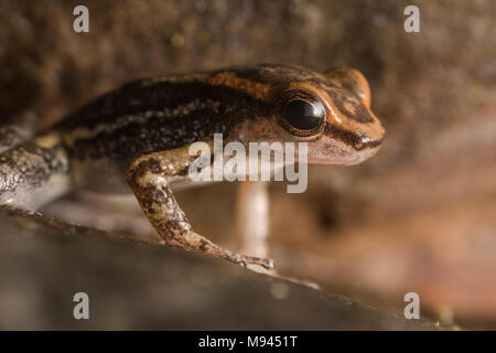 Die los tayos Rocket frog (Hyloxalus nexipus) aus Peru, ist eine kleine Pfeilgiftfrosch, bewohnen ufernahen Bereiche in hoher Qualität Wald gefunden werden kann. Stockfoto