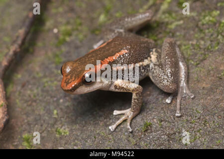 Die los tayos Rocket frog (Hyloxalus nexipus) aus Peru, ist eine kleine Pfeilgiftfrosch, bewohnen ufernahen Bereiche in hoher Qualität Wald gefunden werden kann. Stockfoto