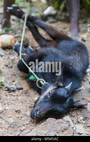 Eine Ziege ist in Bureh Stadt Freetown Sierra Leone geschlachtet. Stockfoto