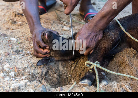 Eine Ziege ist in Bureh Stadt Freetown Sierra Leone geschlachtet. Stockfoto