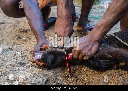 Eine Ziege ist in Bureh Stadt Freetown Sierra Leone geschlachtet. Stockfoto