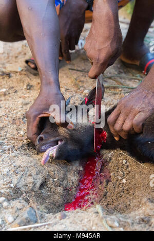 Eine Ziege ist in Bureh Stadt Freetown Sierra Leone geschlachtet. Stockfoto