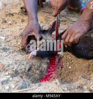 Eine Ziege ist in Bureh Stadt Freetown Sierra Leone geschlachtet. Stockfoto