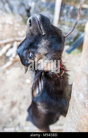 Eine Ziege ist in Bureh Stadt Freetown Sierra Leone geschlachtet. Stockfoto