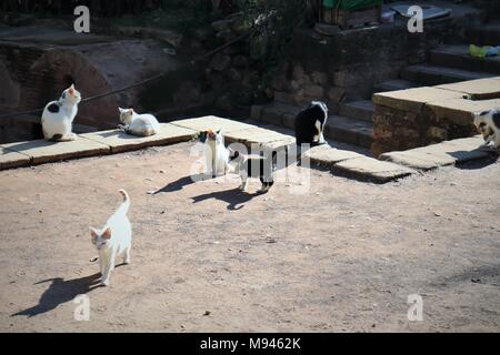 Sieben wilde Katzen und Kätzchen genießen Sie die Sonne an der Chellah, römische Ruinen in Rabat, Marokko Stockfoto