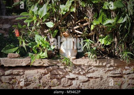 Ein wilder Ingwer und Weiß Tabby Katze nimmt Schatten von der Sonne in die andalusischen Gärten, Kasbah des Oudayas, Rabat, Marokko Stockfoto