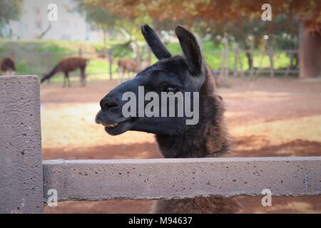 Ein Dunkelbraun Lama knallt seinen Kopf über einen konkreten Zaun in Rabat Zoo Stockfoto
