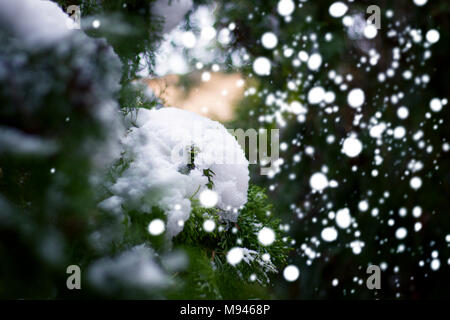 Schnee fällt auf dem Pine Tree, closeup Shot mit viel Schneeflocken Stockfoto