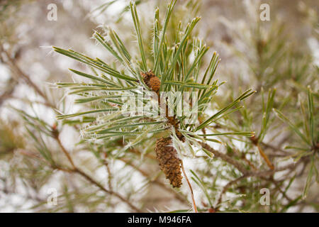 Frost Kristalle auf die Nadeln einer Pine Tree Branch Stockfoto