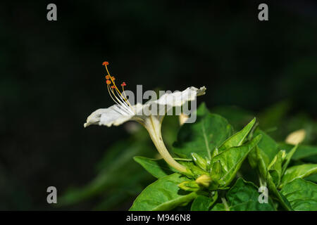 Makro Bild eines Mirabilis jalapa oder Peruanischen Wunder Stockfoto