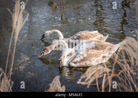 Drei junge Schwäne schwimmen Fütterung in einem gefrorenen Teich Stockfoto