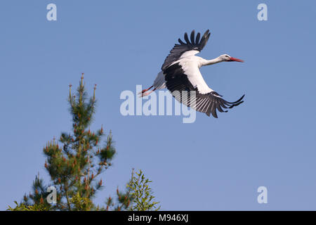 Weißstorch (Ciconia ciconia) im Flug Blick von oben auf blauen Himmel Hintergrund Stockfoto