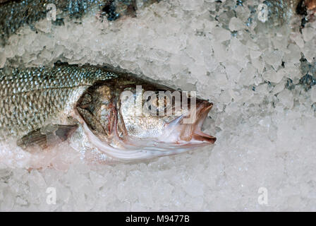 Leiter der frischen Fisch in Eis auf Store shelve closeup Stockfoto