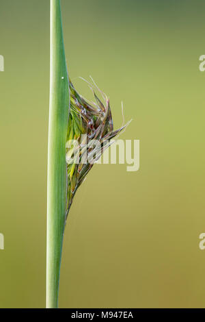 63863-02604 Big Bluestem (Andropogon gerardi) Grassamen Leiter Emerging Marion Co.IL Stockfoto