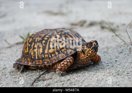 Östliche Kasten-Schildkröte (Terrapene Carolina Carolina) Stockfoto