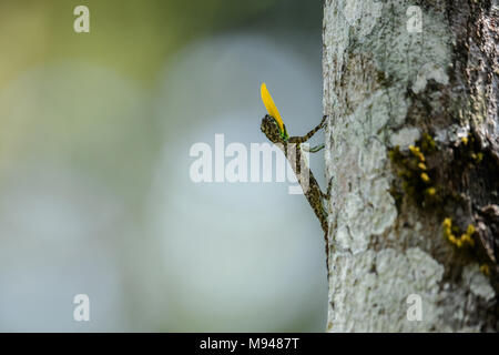 Draco dussumieri oder südlichen Flying Lizard, ist eine Pflanzenart aus der Gattung der Drachen Echse in der Lage von Baum zu Baum zu gleiten. Es ist in den Western Ghats gefunden Stockfoto