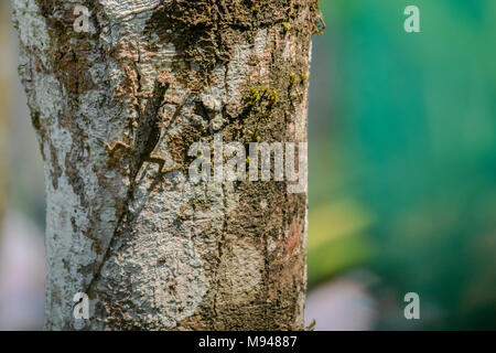 Draco dussumieri oder südlichen Flying Lizard, ist eine Pflanzenart aus der Gattung der Drachen Echse in der Lage von Baum zu Baum zu gleiten. Es ist in den Western Ghats gefunden Stockfoto