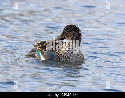 Weibliche Northern shoveler (Anas Clypeata) schwimmen auf dem Wasser Stockfoto