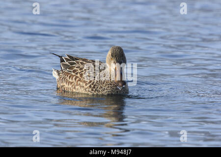 Weibliche Northern shoveler Enten (Anas Clypeata) schwimmen auf dem Wasser Stockfoto