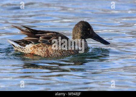 Weibliche Northern shoveler (Anas Clypeata) schwimmen auf dem Wasser Stockfoto