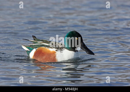 Männliche Northern shoveler Enten (Anas Clypeata) schwimmen auf dem Wasser. Stockfoto