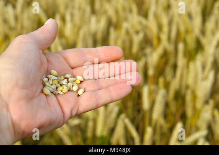 Gerste Körner in eine Hand mit einem Bereich der wachsenden Riemenscheiben von Gerste im Hintergrund gehalten. Stockfoto