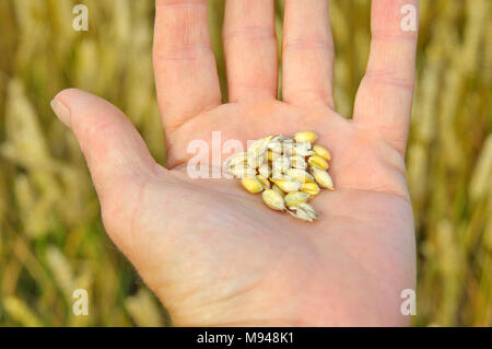 Gerste Körner in eine Hand mit einem Bereich der wachsenden Riemenscheiben von Gerste im Hintergrund gehalten. Stockfoto