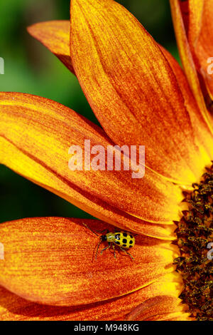 Gefleckten Gurke Käfer (Diabrotica undecimpunctata) auf Sonnenblumen Stockfoto