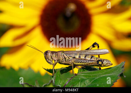 Differential Grasshopper (Melanoplus differentialis) mit Sonnenblumen im Hintergrund Stockfoto