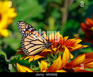 Monarchfalter (danaus Plexippus) auf Sonnenblumen Stockfoto