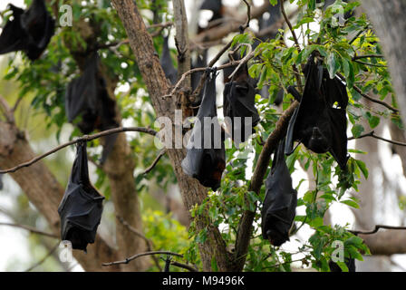 Schwarze Flughunde (Pteropus alecto) auf Baum in Queensland, Australien. Stockfoto