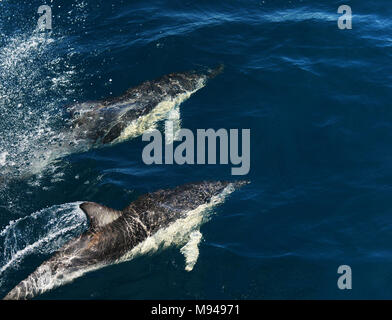 Delfine schwimmen im Hauraki Golf in der Nähe von Auckland, Neuseeland. Stockfoto