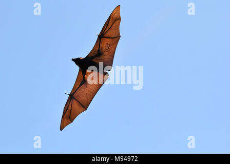 Schwarz Flying Fox (Pteropus alecto) mit ausgebreiteten Flügeln in der Luft in Queensland, Australien. Stockfoto