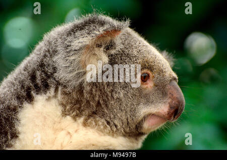 Portrait von Koala in Queensland, Australien. Stockfoto