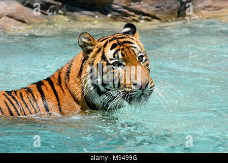 Tiger (Panthera tigris) Entspannung im Pool an einem heißen Sommertag. Stockfoto