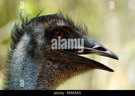 Kopf Der wwu Vogel (Dromaius novaehollandiae), der zweitgrößte lebendigen Vogel durch die Körpergröße. Stockfoto