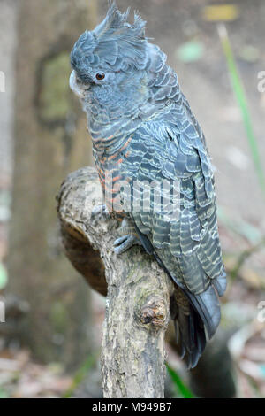 Weibliche Gang-gang cockatoo (Callocephalon fimbriatum) in Australien. Stockfoto