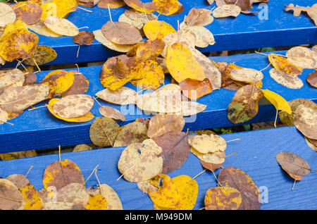 Hintergrund der gefallenen gelben Blätter im Herbst auf dem blauen Holzplatten einer Bank Stockfoto