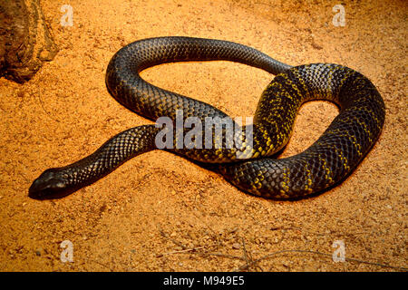 Black Tiger snake (Notechis ater humphreysi) auf braunem Sand. Stockfoto