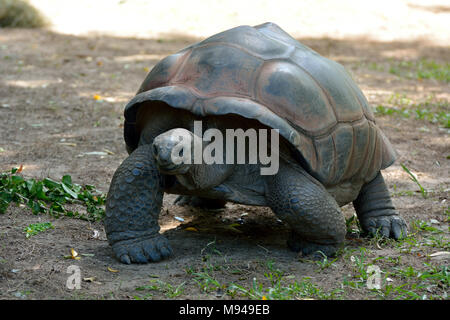 Galapagos Riesenschildkröte (Chelonoidis nigra) sind die größten Lebewesen der Schildkröte. Stockfoto