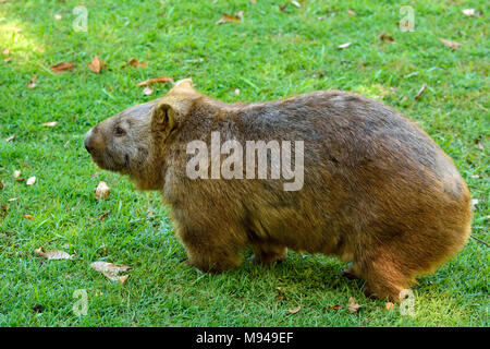 Wombat auf grünem Gras in Australien. Stockfoto