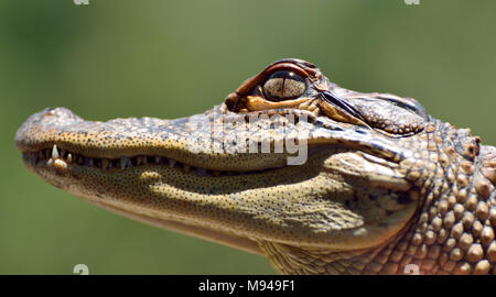 Nahaufnahme des Kopfes von Süßwasser Krokodil (Crocodylus johnsoni). Stockfoto