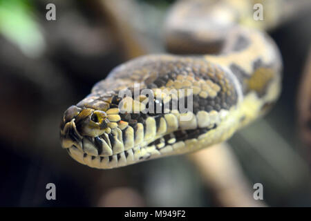 Leiter der Darwin Teppichpython (Morelia spilota Variegata) Stockfoto