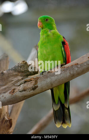 Weibliche australische König Parrot (Alisterus scapularis) Stockfoto