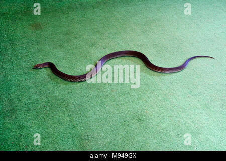 King Brown snake auch als Mulga Schlange (Pseudechis australis) Indoor auf grünem Teppich bekannt. Dies ist eine der längsten Giftschlangen in der WORL Stockfoto