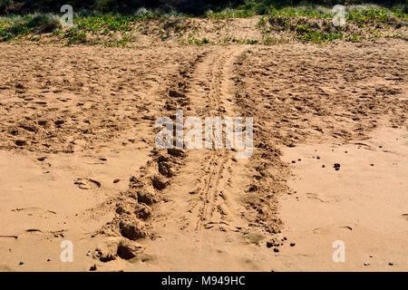 Turtle Track auf Mon Repos Beach in der Nähe von Bundaberg in Queensland, Australien. Stockfoto