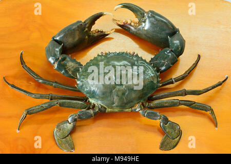 Mud Crab (Scylla serrata) auf dem Tisch. Stockfoto