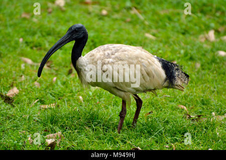 Australian white Ibis (Threskiornis Molukken) auf grünem Gras. Stockfoto